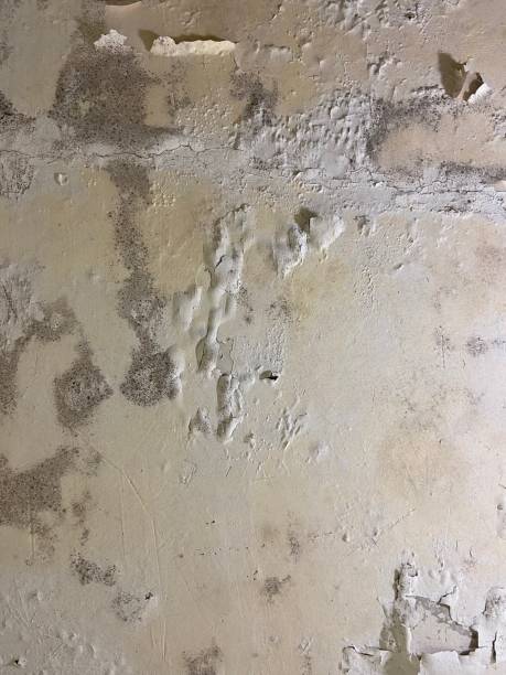 Best Toxic Mold Removal  in Arizona City, AZ
